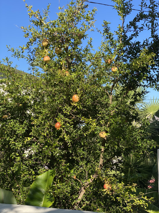 Gartenanlage HARPIN Georgioupolis Resort Aquapark & SPA