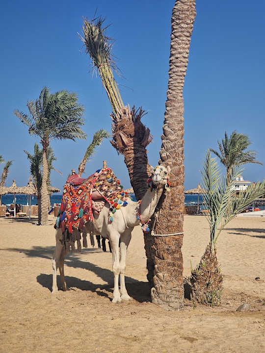 Gartenanlage Desert Rose