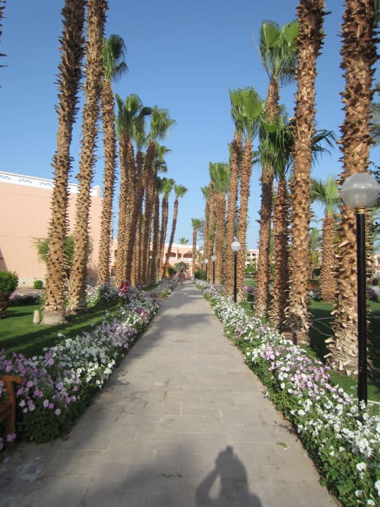 Tolle Palmenallee Pickalbatros Aqua Park Resort - Hurghada