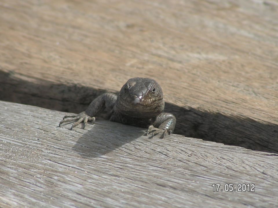 Ihn und seine Familie hat man sehr oft gesehen Iberostar Waves Las Dalias