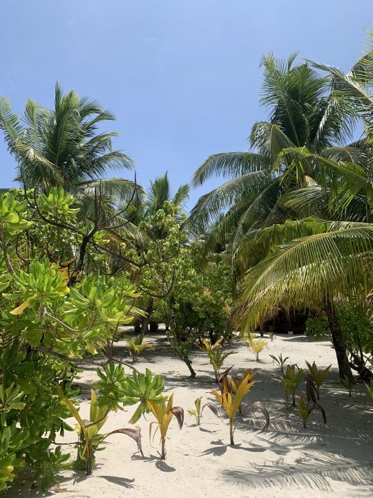 Strand Filitheyo Island Resort