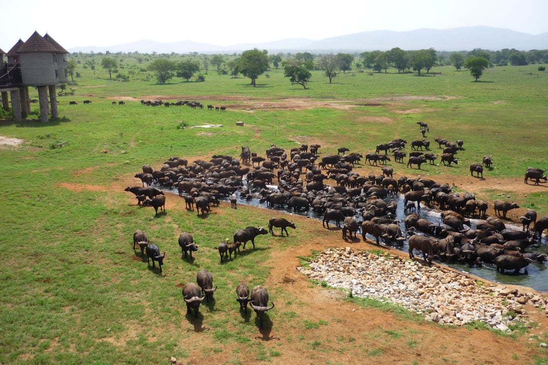Die Büffel kommen Salt Lick Safari Lodge