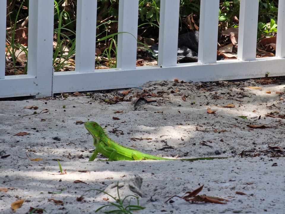 Gartenanlage Hotel Riu Plaza Miami Beach