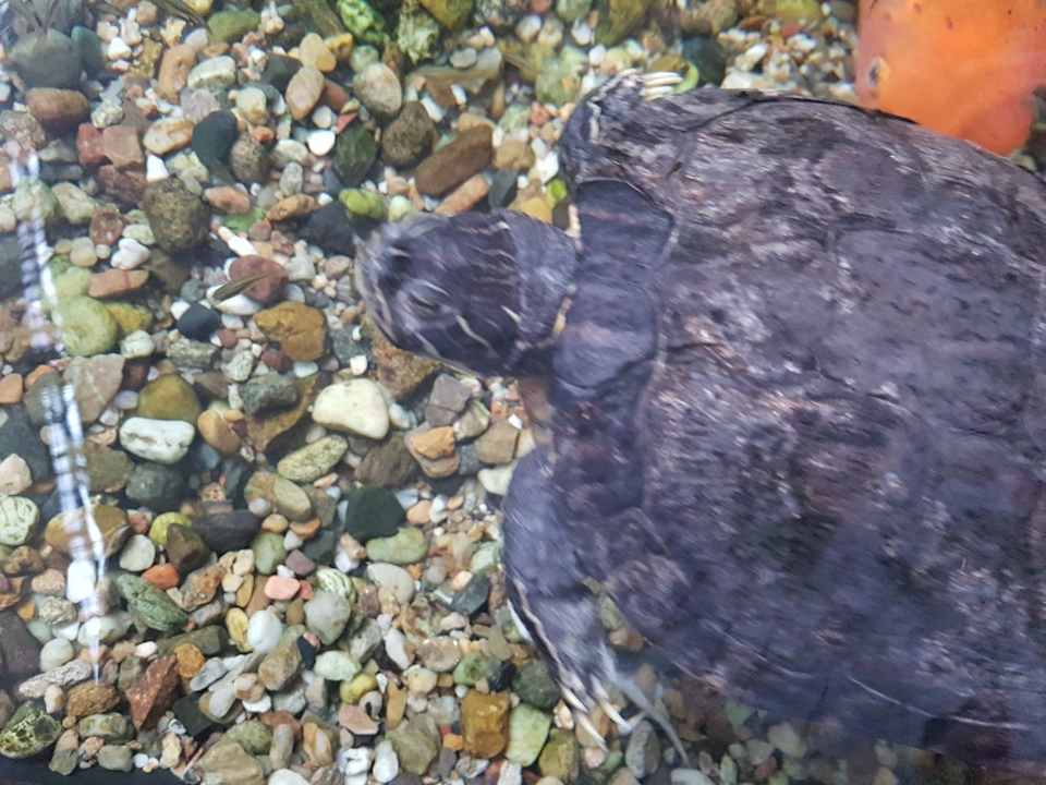 Sonstiges Tropical Islands Resort