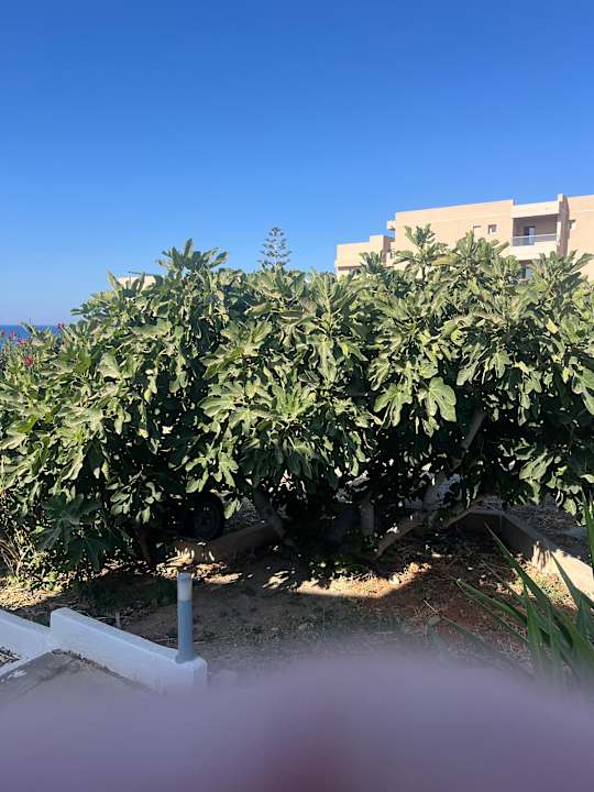 Gartenanlage Apartments Zorbas Island