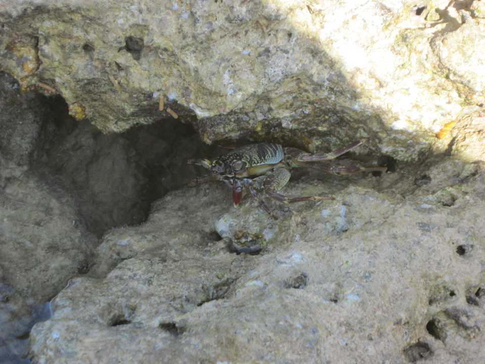 Краб Pickalbatros Citadel Resort