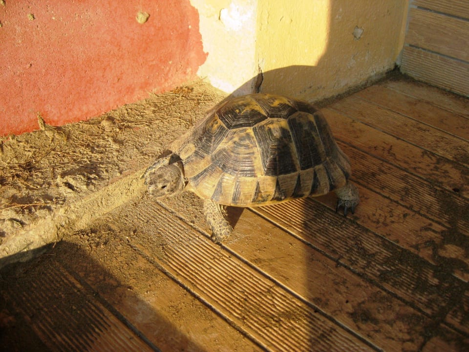 Schildi Asteria Family Belek