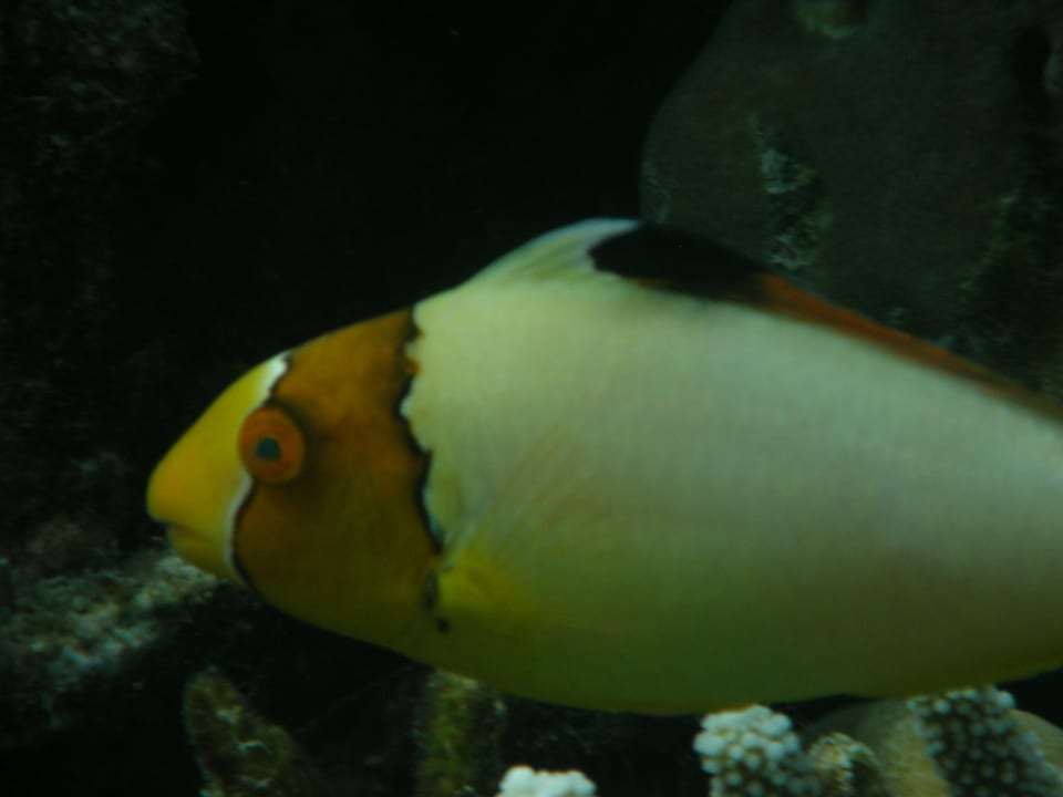 Junger Feilenfisch Mirihi Island Resort