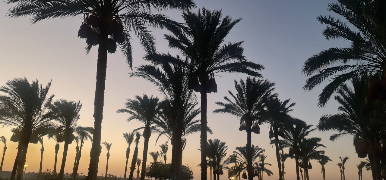 Gartenanlage Desert Rose