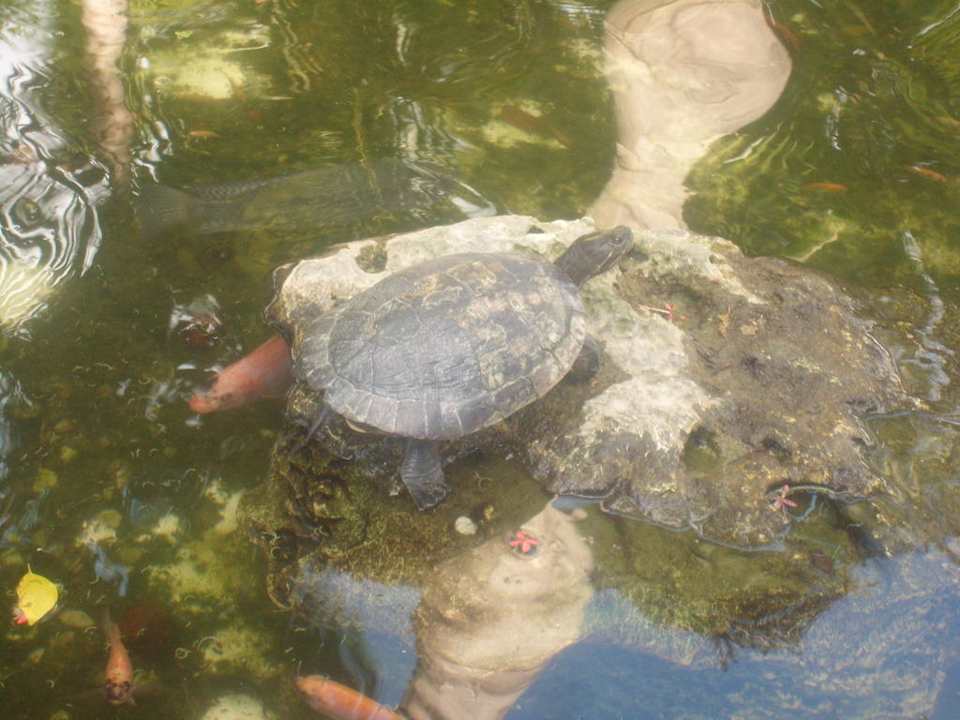 Schildkröte Hotel Grand Palladium Palace Resort, Spa & Casino