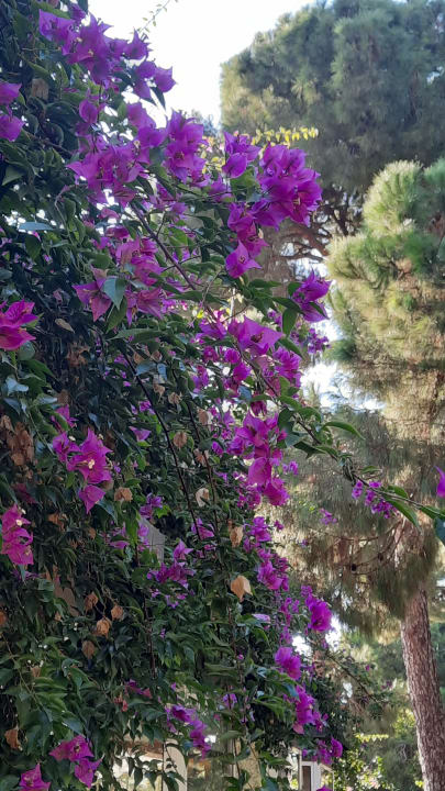 Gartenanlage Papillon Ayscha