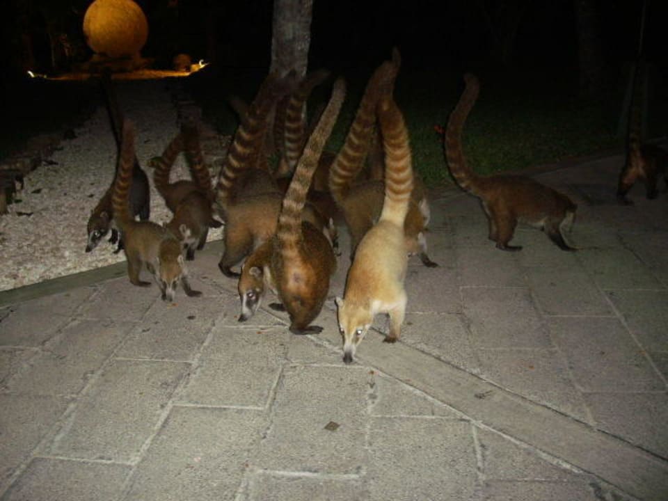 Unsere Nasenbären Hotel Riu Tequila