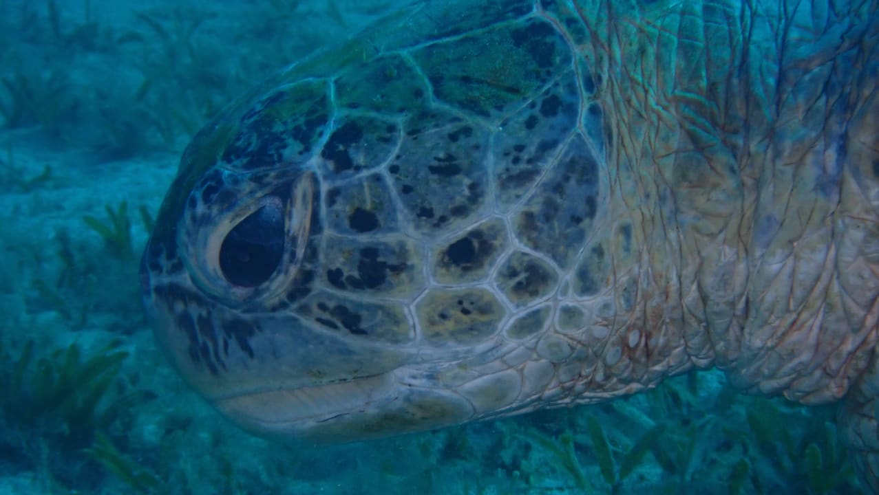 Sport & Freizeit Three Corners Equinox Beach Resort