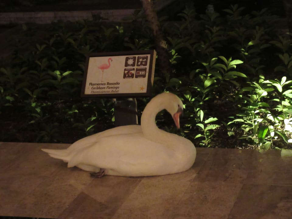 Gartenanlage Iberostar Waves Paraiso del Mar