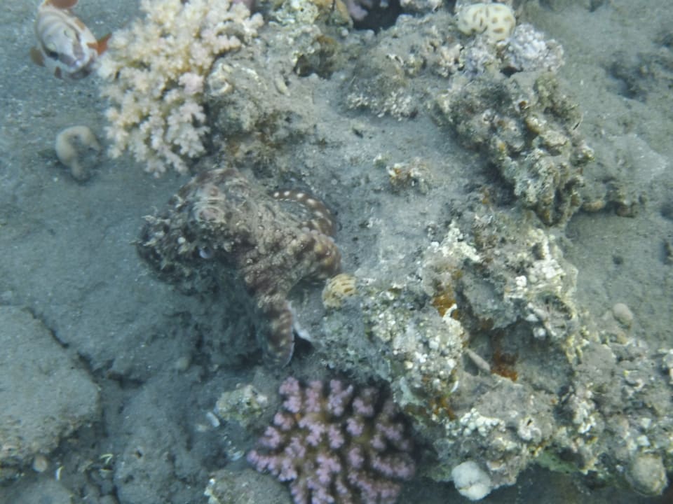 Strand Malikia Resort Abu Dabbab