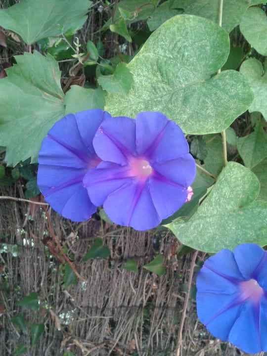 Gartenanlage R2 Lago Playa Park