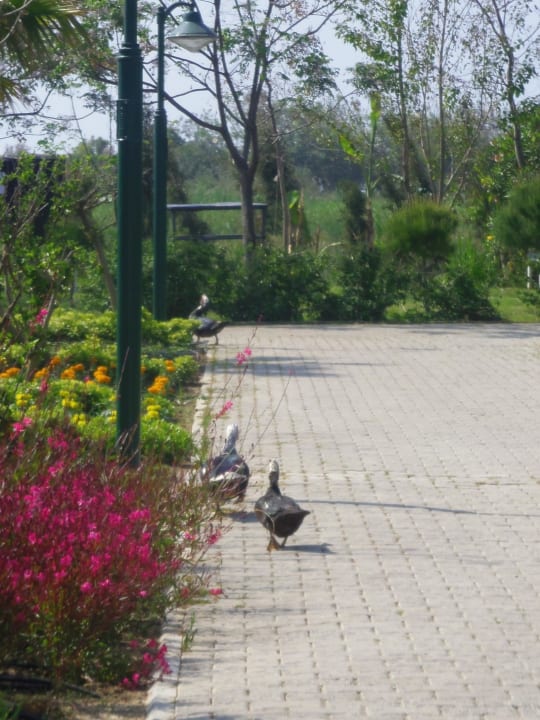 Federvieh auf Wanderschaft Crystal Paraiso Aqua Collection