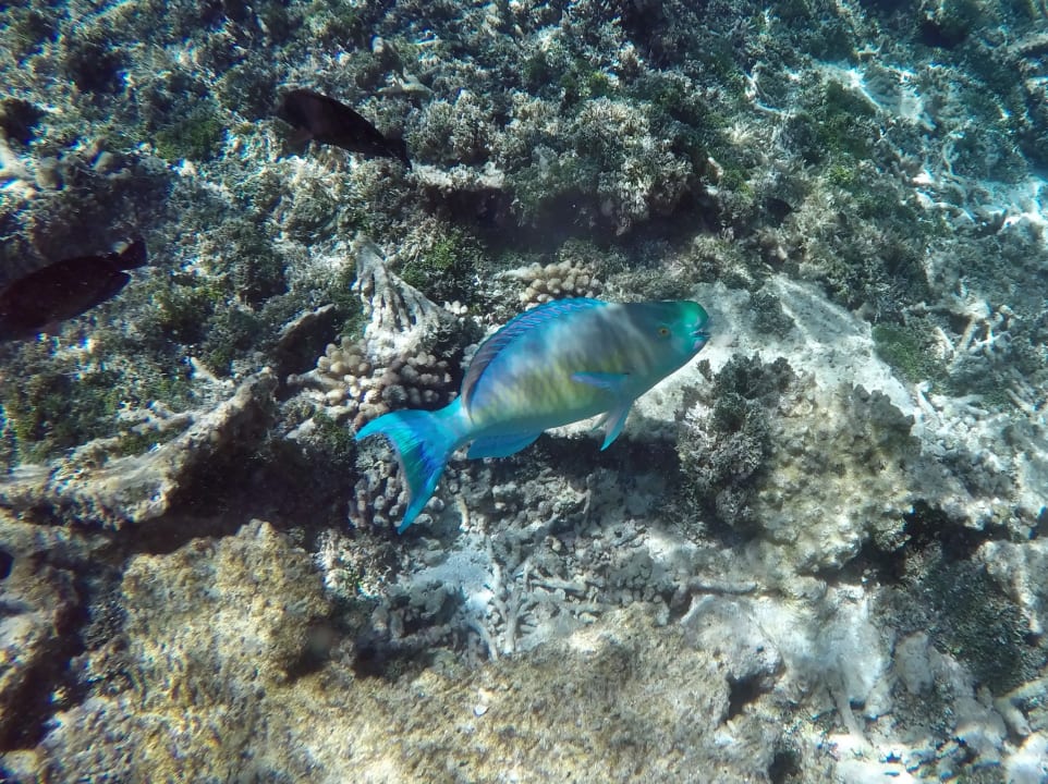 Indischer - Buckelkopf NH Collection Maldives Havodda Resort