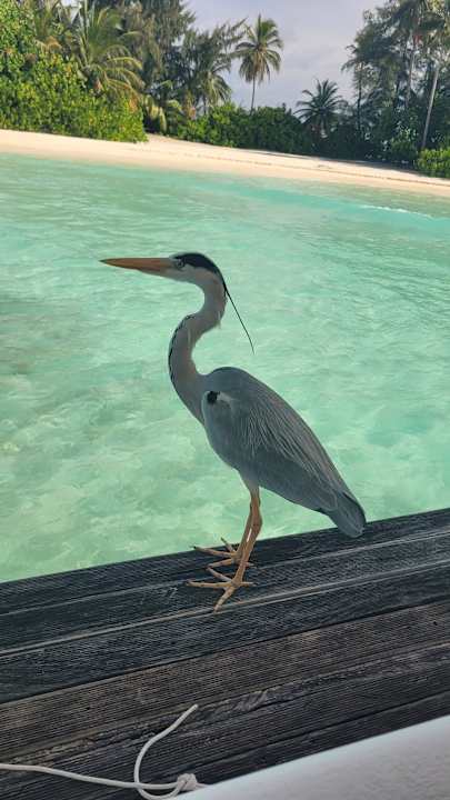 Strand Safari Island Maldives