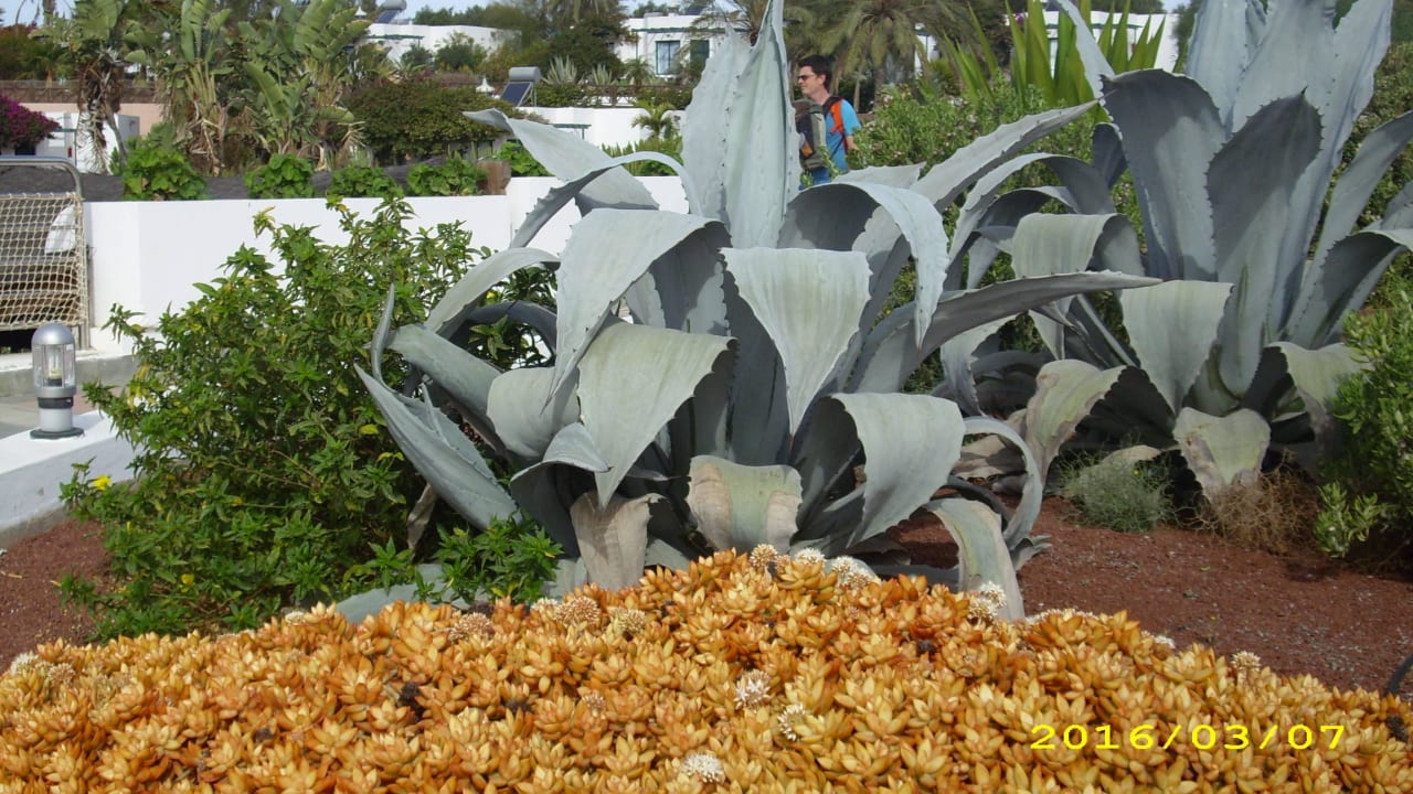 Végétation Hotel HL Club Playa Blanca