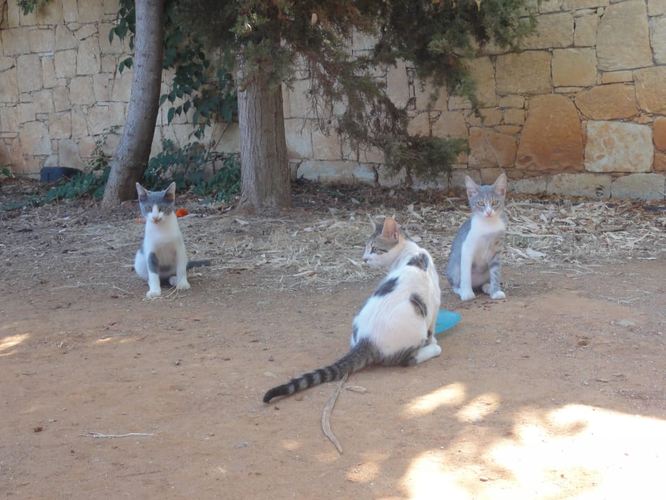 Katzencafe Phãea Cretan Malia