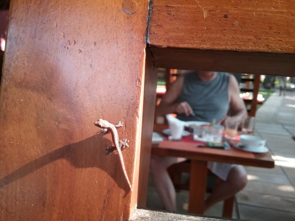 Sonstiges Hotel Muthumuni Ayurveda Beach Resort