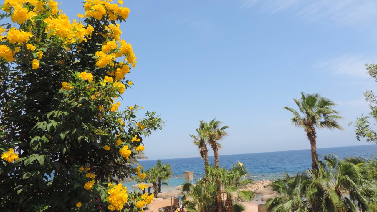 Einfach traumhaft Pickalbatros Citadel Resort