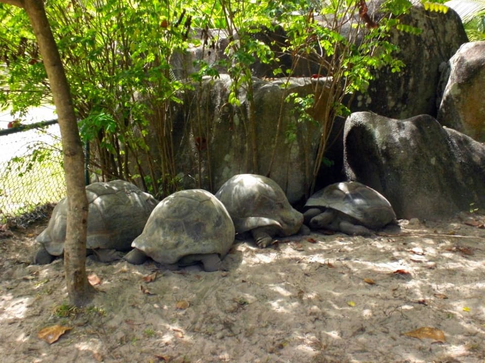 Hoteleigene Riesenschildkröten Constance Ephelia