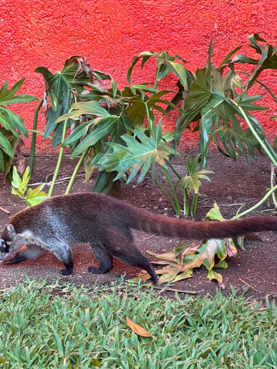 Gartenanlage Iberostar Waves Tucan