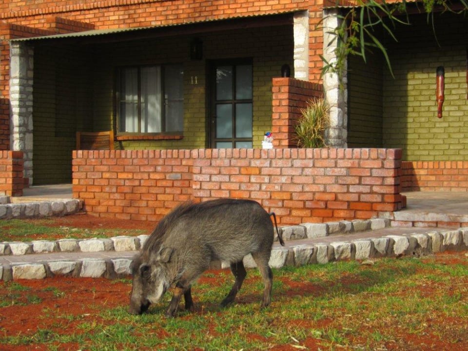 Ständiger Bewohner Kalahari Anib Lodge