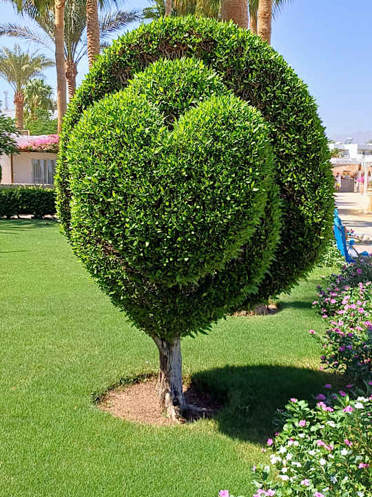 Gartenanlage Sharm Club Beach Resort