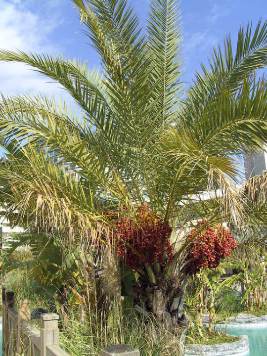 Palme Royal Wings Hotel