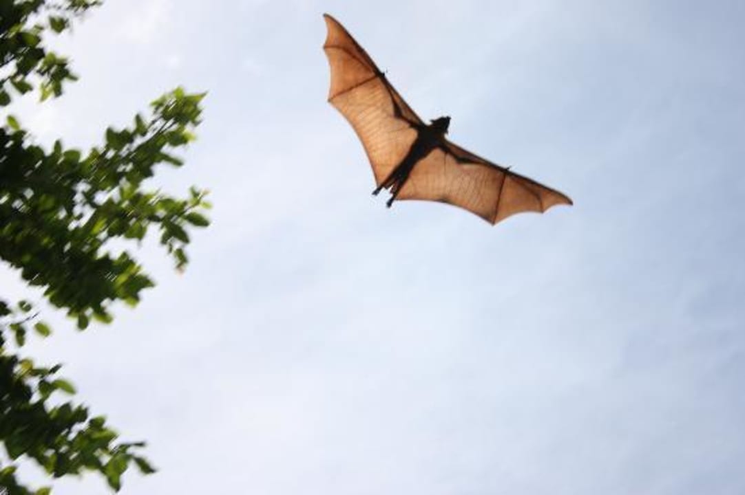 Großartige Tier und Pflandzenwelt: Fliegender Hund Adaaran Select Hudhuran Fushi - Premium All Inclusive