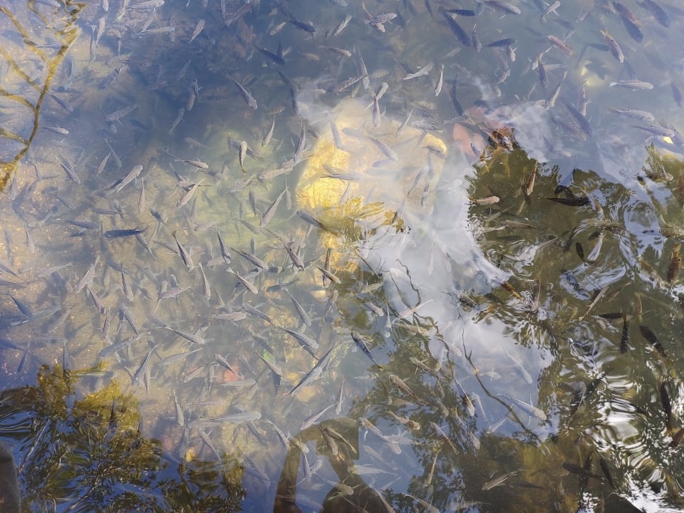 Strand Radisson Blu Poste Lafayette Resort & Spa - Adults only