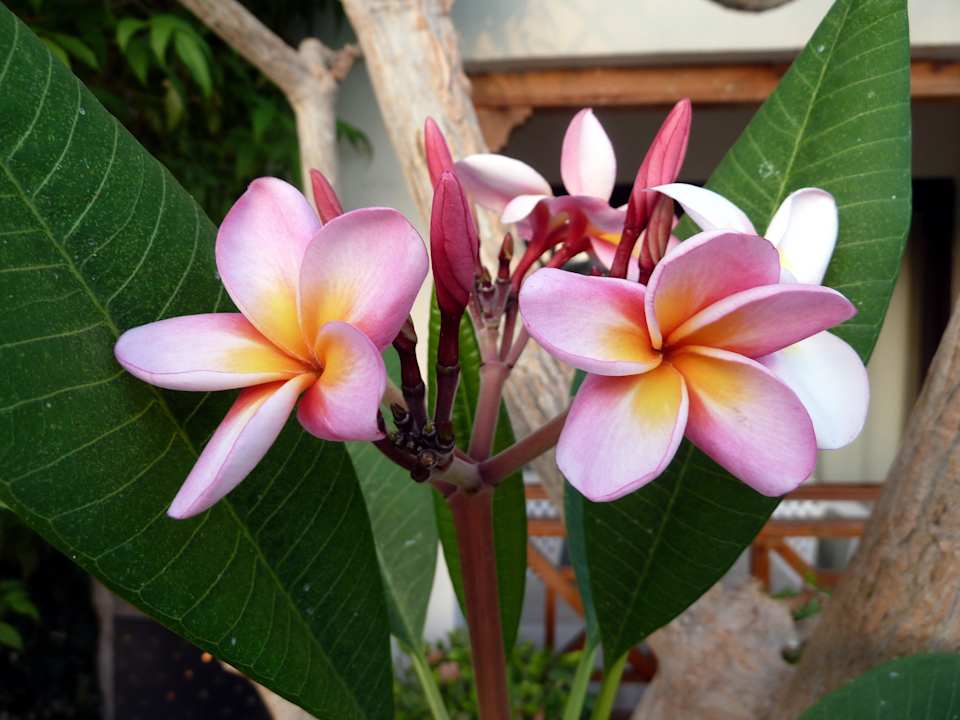 Schöne Blüten Ghazala Gardens