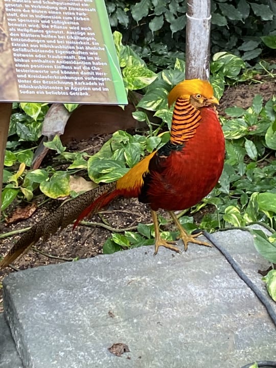 Gartenanlage Tropical Islands Resort