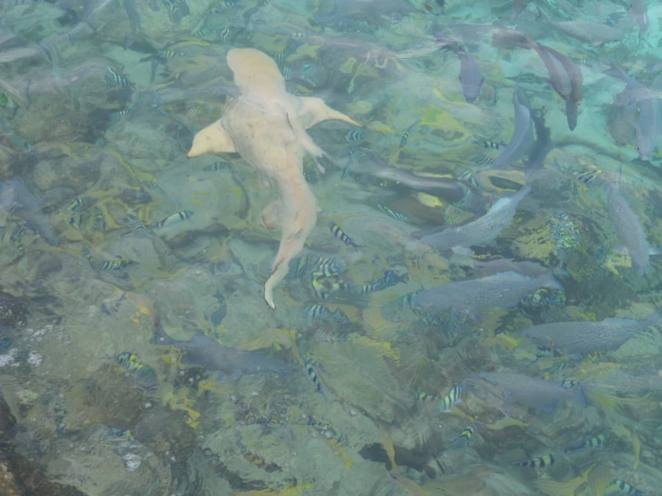 Unterwasserwelt Summer Island Maldives