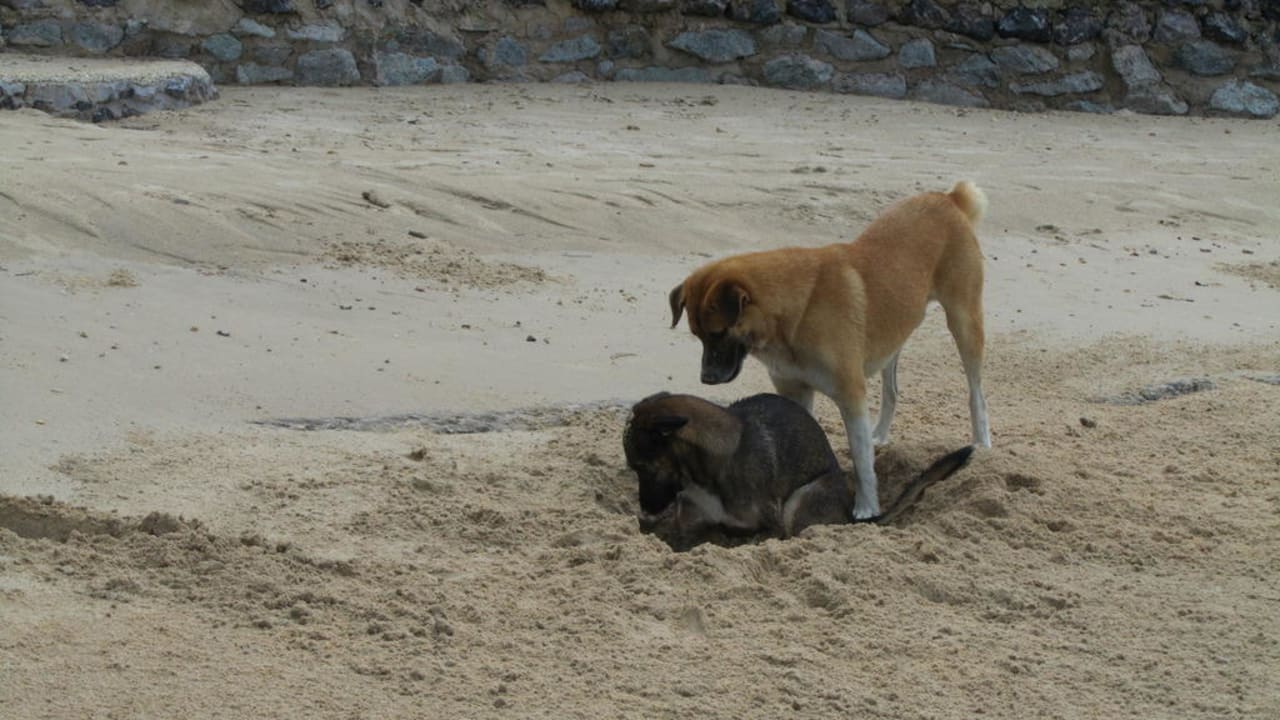 Hotel Strand 11 Strandhundies Best Western Premier Bangtao Beach Resort & Spa