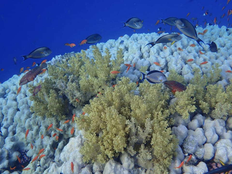 Sport & Freizeit Malikia Resort Abu Dabbab