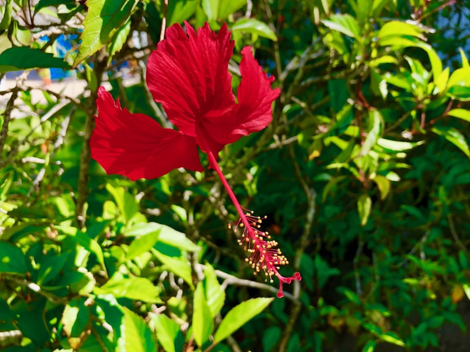 Gartenanlage Grand Palladium Select Bávaro Resort & Spa