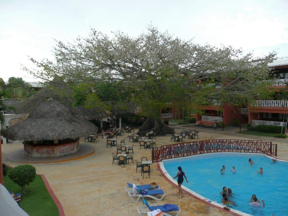 Der alte Baum BelleVue Dominican Bay