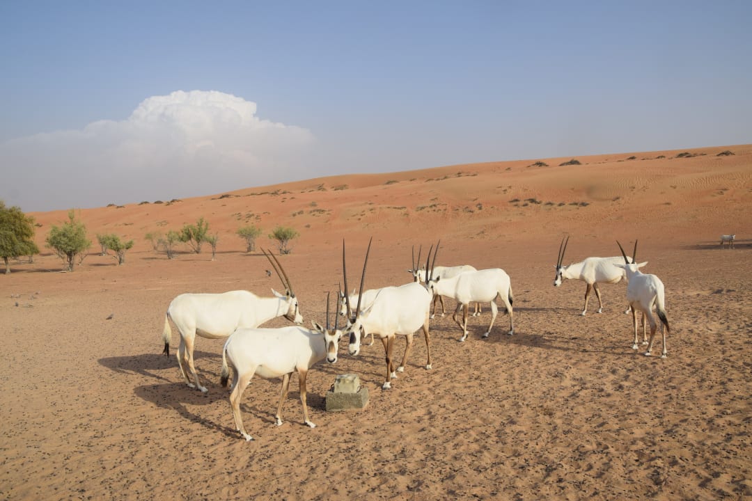 Sport & Freizeit Al Maha, A Luxury Collection Desert Resort & Spa