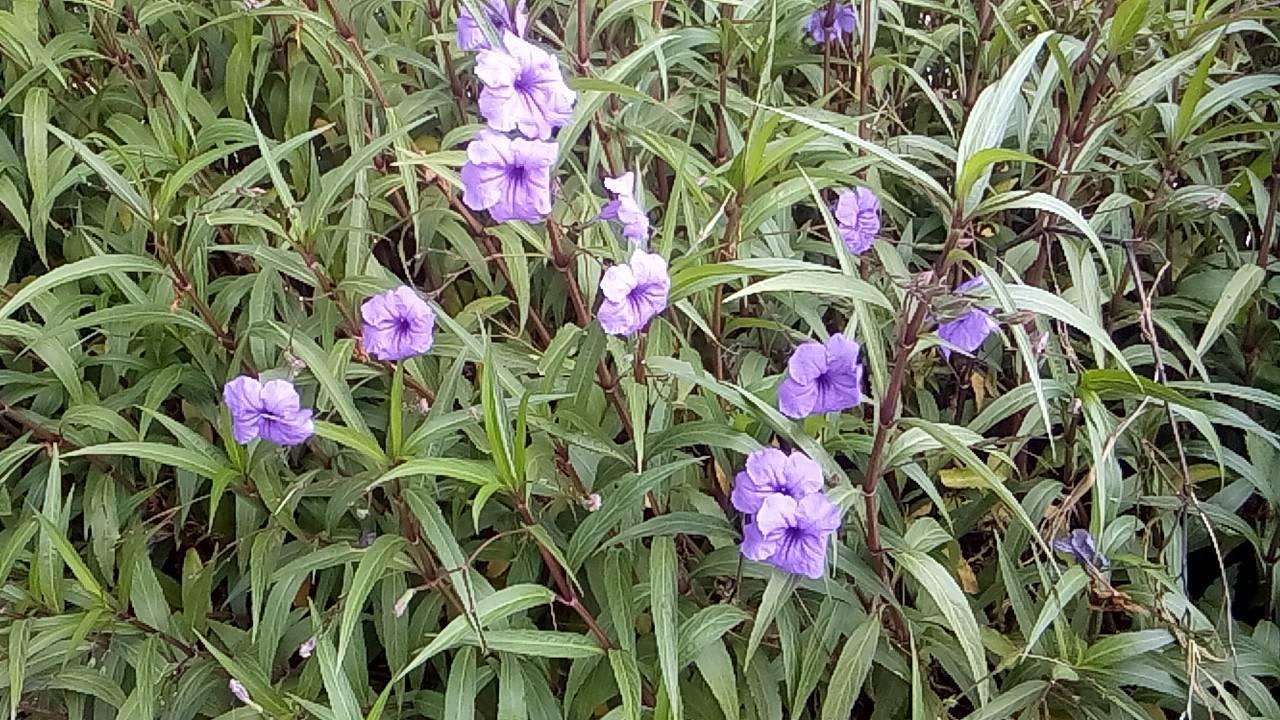 Цветы Limak Limra Hotel & Resort