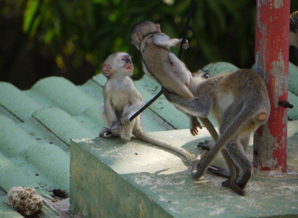 Blick vom Balkon Neptune Beach Resort