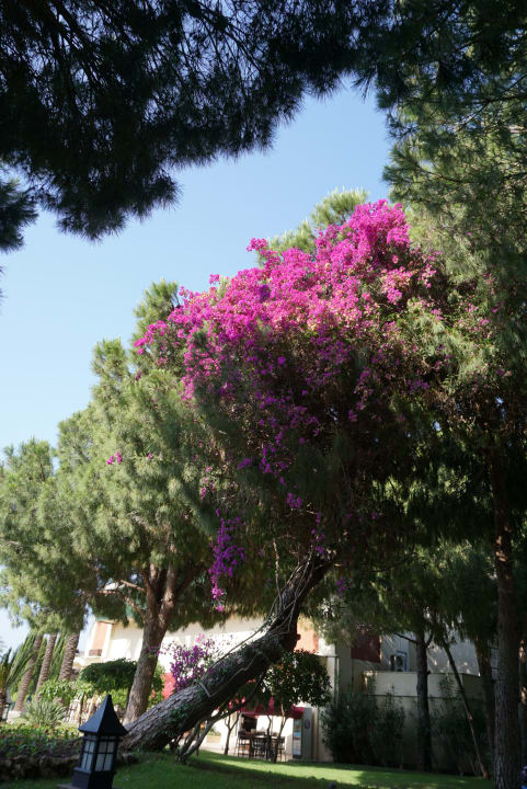 Gartenanlage IC Hotels Green Palace