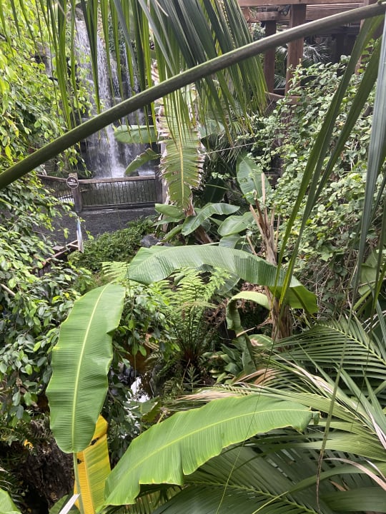 Gartenanlage Hotel Riu Festival