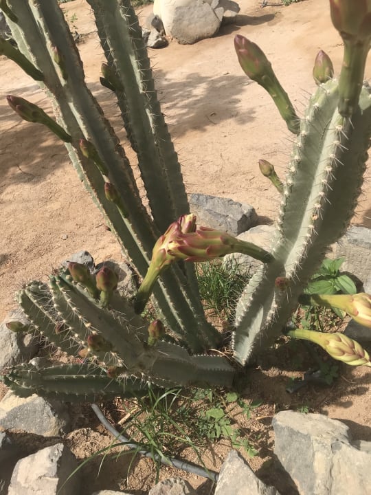 Gartenanlage Steigenberger Aqua Magic