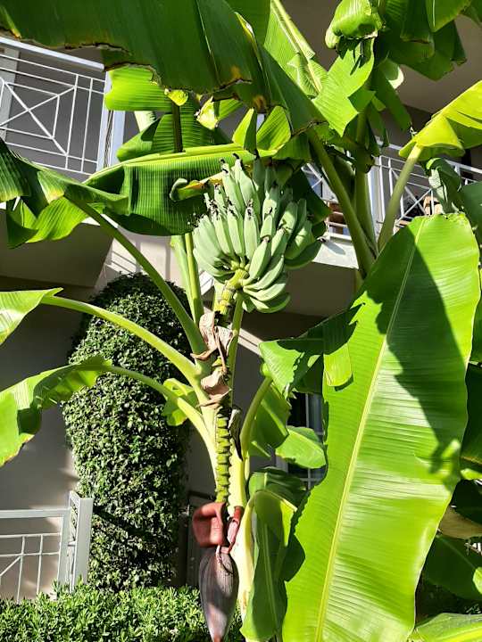 Gartenanlage Sunis Elita Beach Resort & Spa