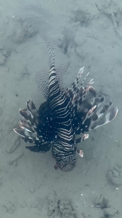 Sonstiges Steigenberger Coraya Beach - Adults only