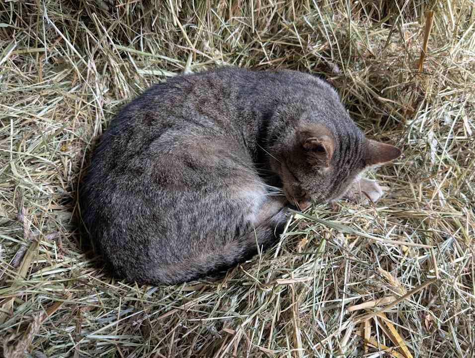 Sonstiges Familien Resort Petschnighof - Familotel Kärnten